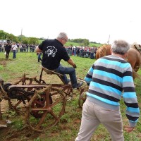 Fête du cheval à Tréouergat